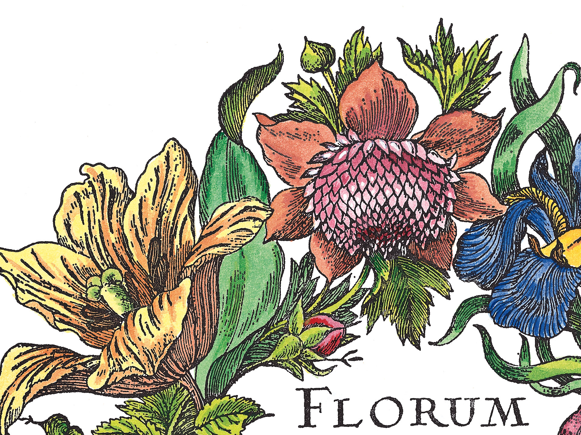 Press print, Maria Sibylla Merian: Floral wreath